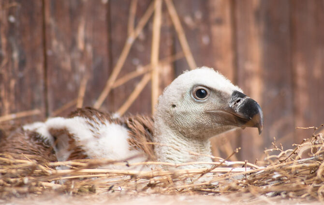Nachwuchs bei den Gänsegeiern in der Wilhelma
