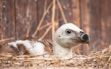 Nachwuchs bei den Gänsegeiern in der Wilhelma