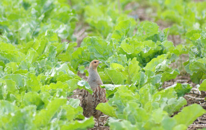 Rebhuhn Schmidener Feld
