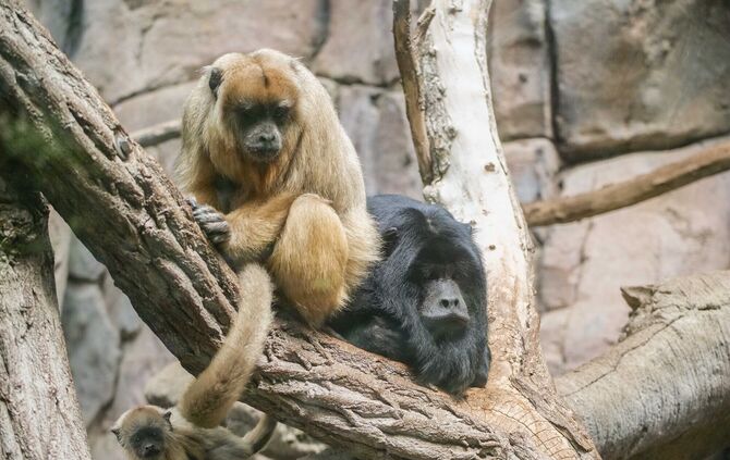 KW 23b Restriktionen in Wilhelma gelockert 03.06.2020 Bild 1