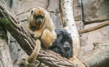 KW 23b Restriktionen in Wilhelma gelockert 03.06.2020 Bild 1