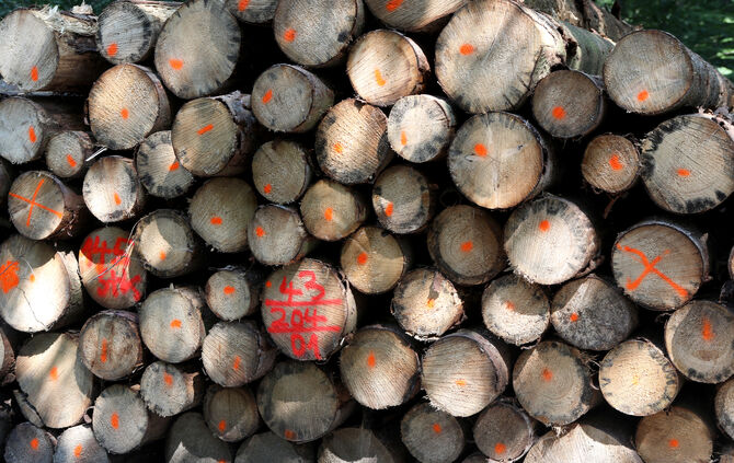 Holz Holzstamm Holstämme Holzpreis symbol symbolbild symbolfoto