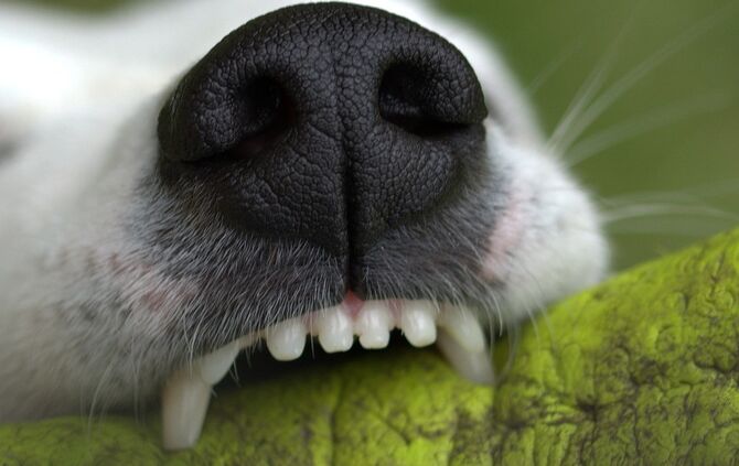 Hund Hundemaul Zähne Haustier Symbolbild Symbol