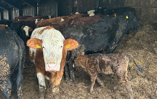 2025-03-14-rinderhaltung-lk-rems-murr-kreis-04-c-peta-d-1 - 1