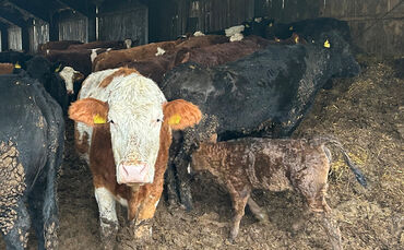 2025-03-14-rinderhaltung-lk-rems-murr-kreis-04-c-peta-d-1 - 1