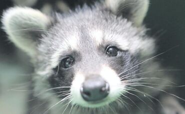 Waschbär Symbolfoto Symbol