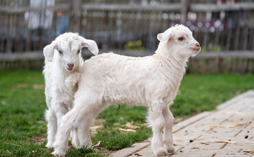 kw14b-nachwuchs-kaschmirziegen-2