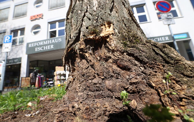 vor Haus 8 - kaputte Bäume Fronacksterstr