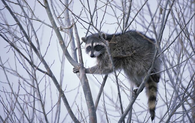Waschbär