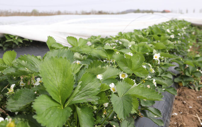 Regionales Superfood