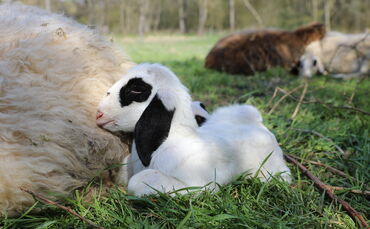 Auf dem Schafwanderweg in Kernen gibt es Nachwuchs.