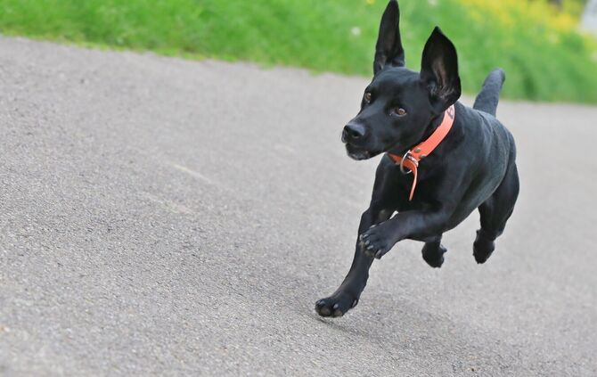 Hund freude springt Gassi symbol symbolbild symbolfoto