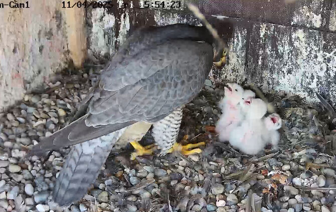 Wanderfalken Fellbach: Das vierte Küken ist geschlüpft - 1