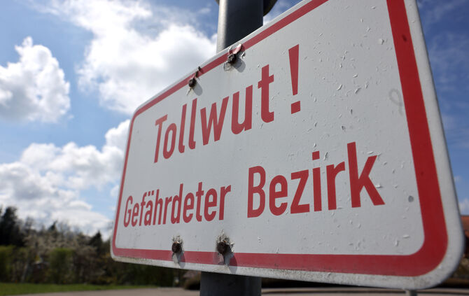 Tollwut