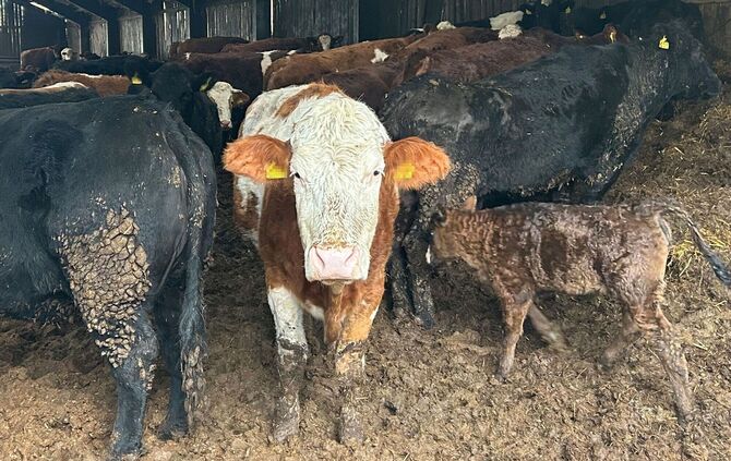 peta-2025-03-14-rinderhaltung-lk-rems-murr-kreis-04-c-peta-d-2 - 1