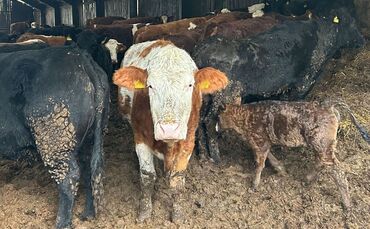 peta-2025-03-14-rinderhaltung-lk-rems-murr-kreis-04-c-peta-d-2 - 1