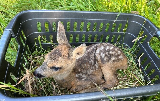 rehkitz-Rettung, Jägerin Jana Pilz rettet Rehkitze vor dem Mäh-Tod