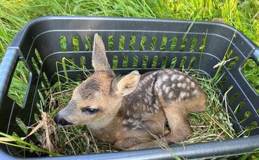rehkitz-Rettung, Jägerin Jana Pilz rettet Rehkitze vor dem Mäh-Tod