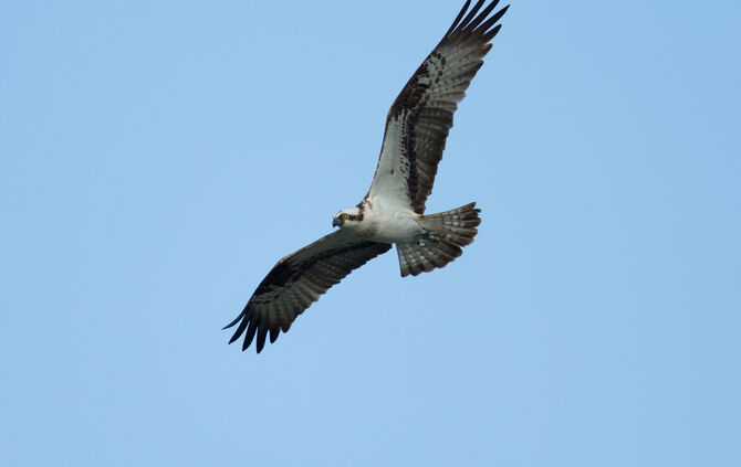 fischadler-foto-michael-mayer