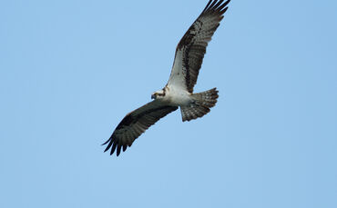 fischadler-foto-michael-mayer