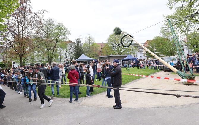 Maibaum