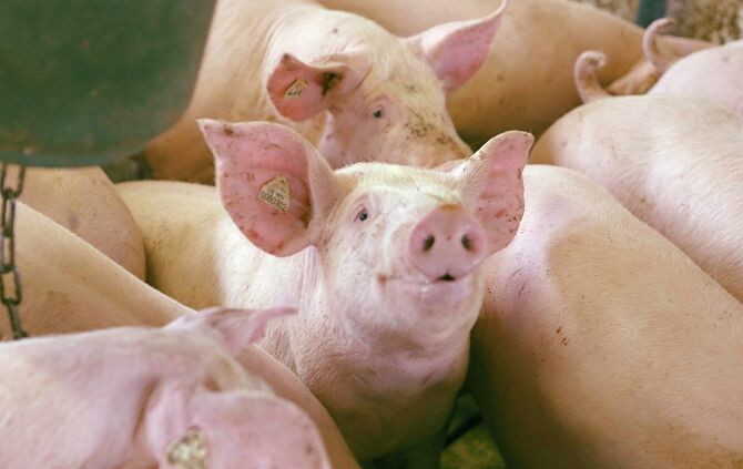 Kopie von schweinepreis1_0