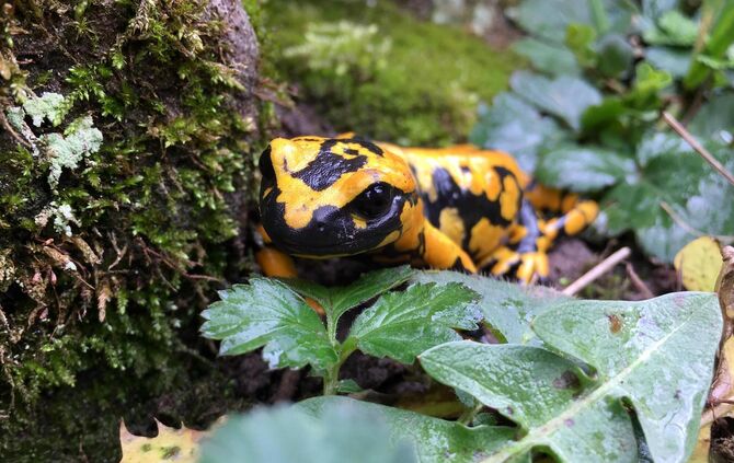 titelbild_feuersalamander