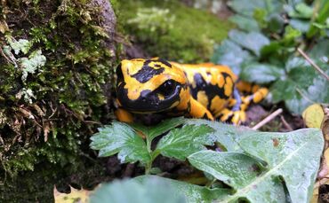 titelbild_feuersalamander