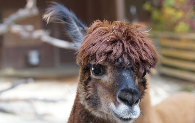 alpaca-984890_1920_0