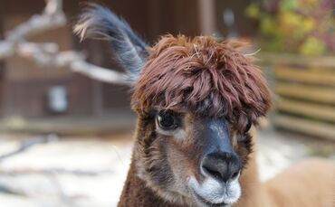 alpaca-984890_1920_0