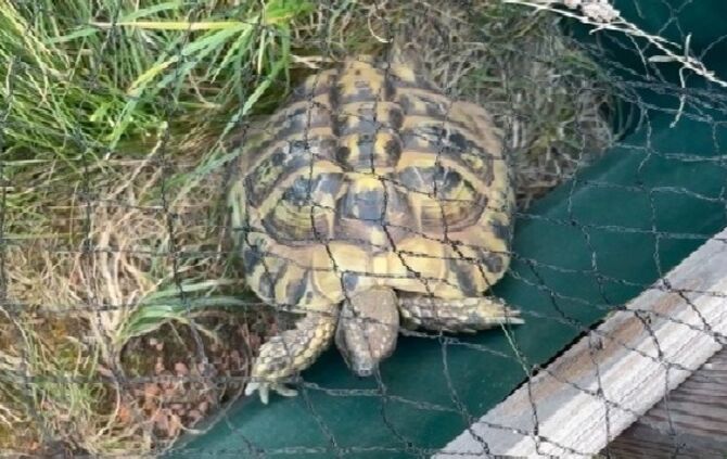 landschildkrote_emmerich - 1