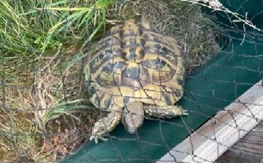 landschildkrote_emmerich - 1