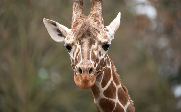 kw-19b-giraffenbulle-tilodi-verstorben-01