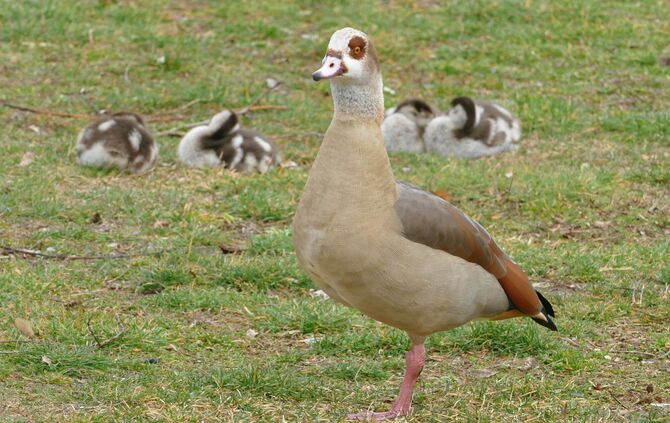 Nilgans