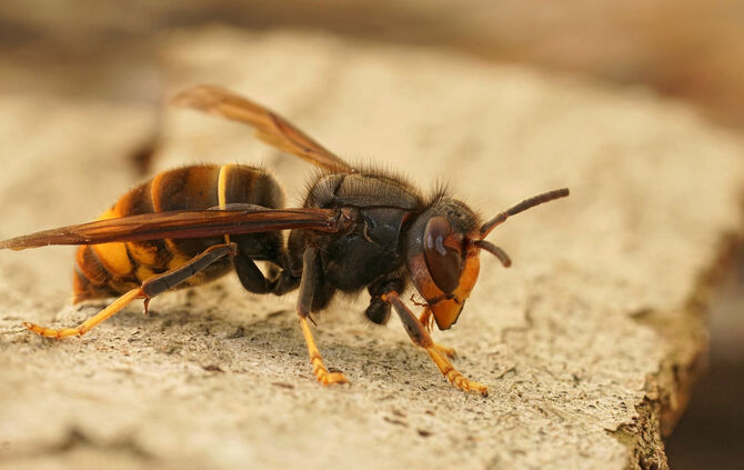 Asiatische Hornisse