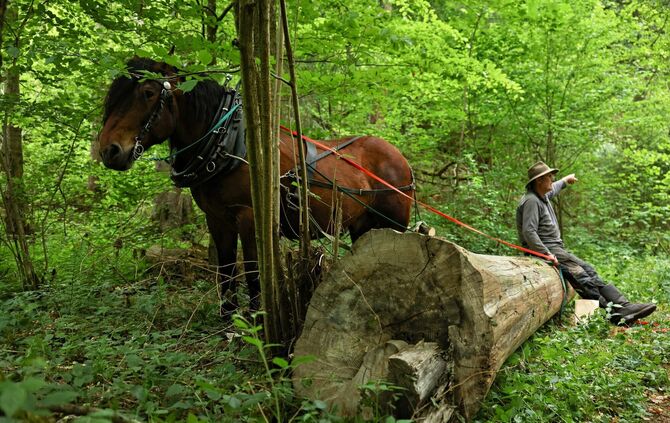 Feenspuren Römerwald