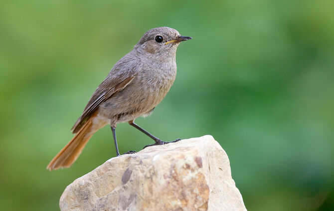 100624-0024-hausrotschwanz