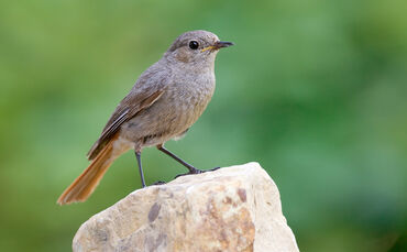 100624-0024-hausrotschwanz