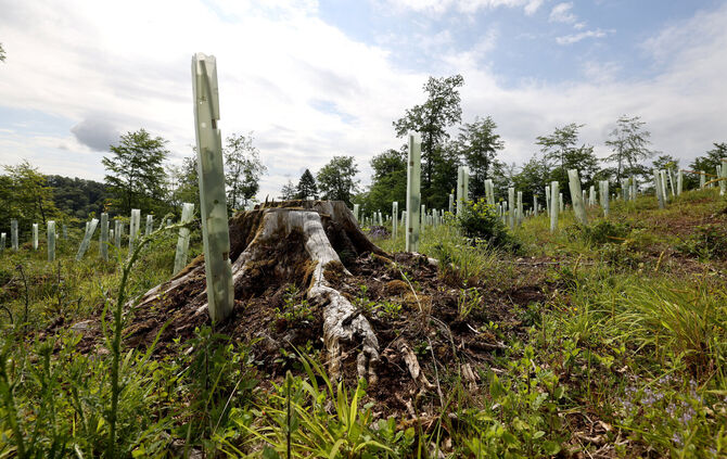 Gemeindewald Sulzbach