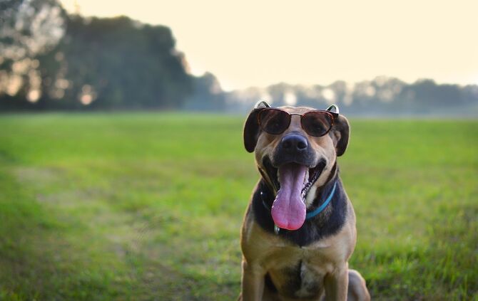 Hund Sommer Hitze Symbol Symbolbild Sonnenbrille