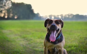 Hund Sommer Hitze Symbol Symbolbild Sonnenbrille