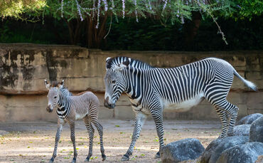 Zebra Nachwuchs Wilhelma