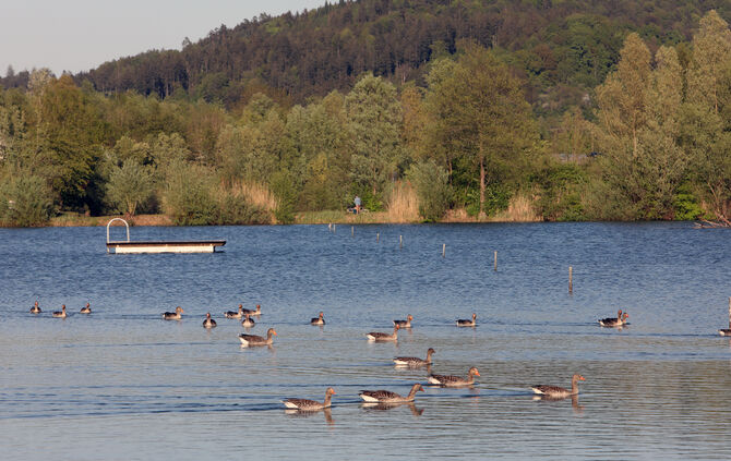 Plüderhäuser Badesee Plüderhausen See enten Symbol Symbolbild  symbolfoto