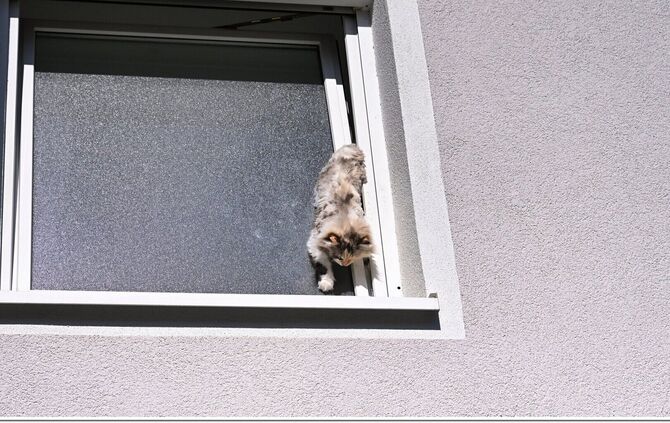 katze-in-not_001 - 1