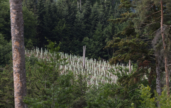 Gemeindewald Sulzbach