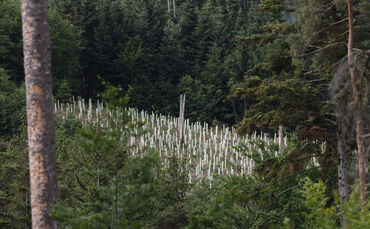 Gemeindewald Sulzbach