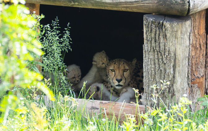 kw23b-geparden_nachwuchs-bild-1