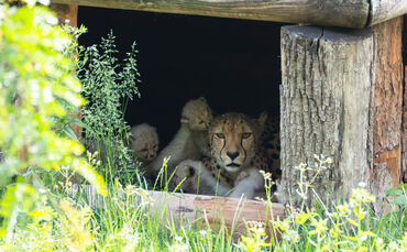 kw23b-geparden_nachwuchs-bild-1