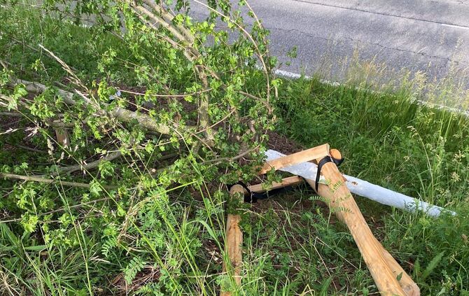 baum073-2025-06-04-vandalismus_buhlstrae - 1