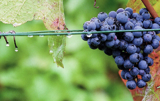 Wein Weintrauben Regen Weinberg Symbolfoto Symbol Symbolbild - 1